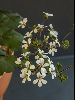 <em>Pelargonium australe</em>